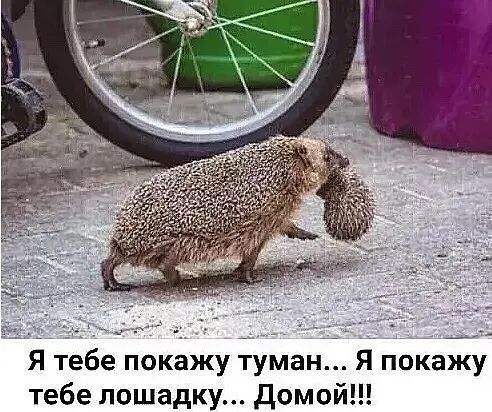 Я тебе покажу туман Я покапіу тебе лошадку Домой