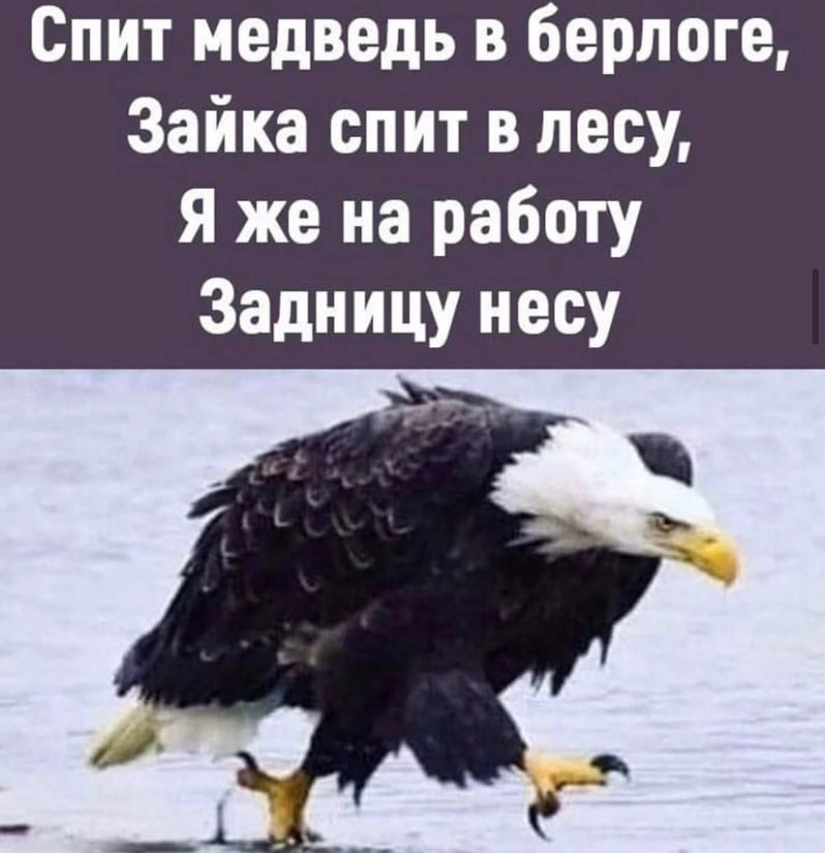 Спит медведь в берлоге Зайка спит в лесу я же на работу Задницу несу