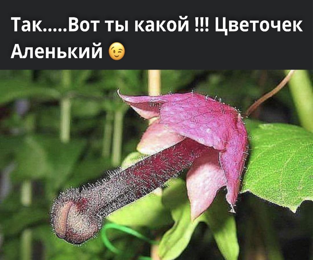 Так Вот ты какой Цветочек Аленький