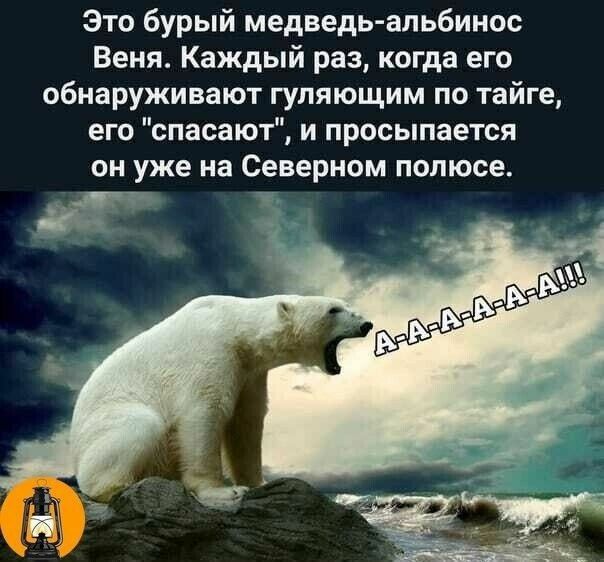 Это бурый медведь апьбинос Веня Каждый раз когда его обнаруживают гупяющим по тайге его спасают и просыпается он уже на Северном полюсе