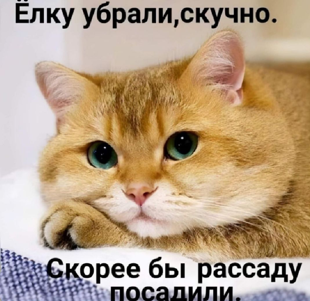 Ёлку убралискучно _ ёэёррее бы расс аъ посадили