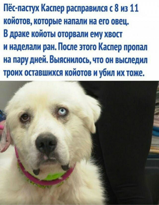 Пёс пастух Каспер расправился с 8 иа 11 койотов которые напали на его овец В драке койоты оторвали ему хвост и наделали раи После этого Каспер пропал на пару дней Выяснилось что он выследип троих оставшихся койотов и убил их тоже _а 1 14