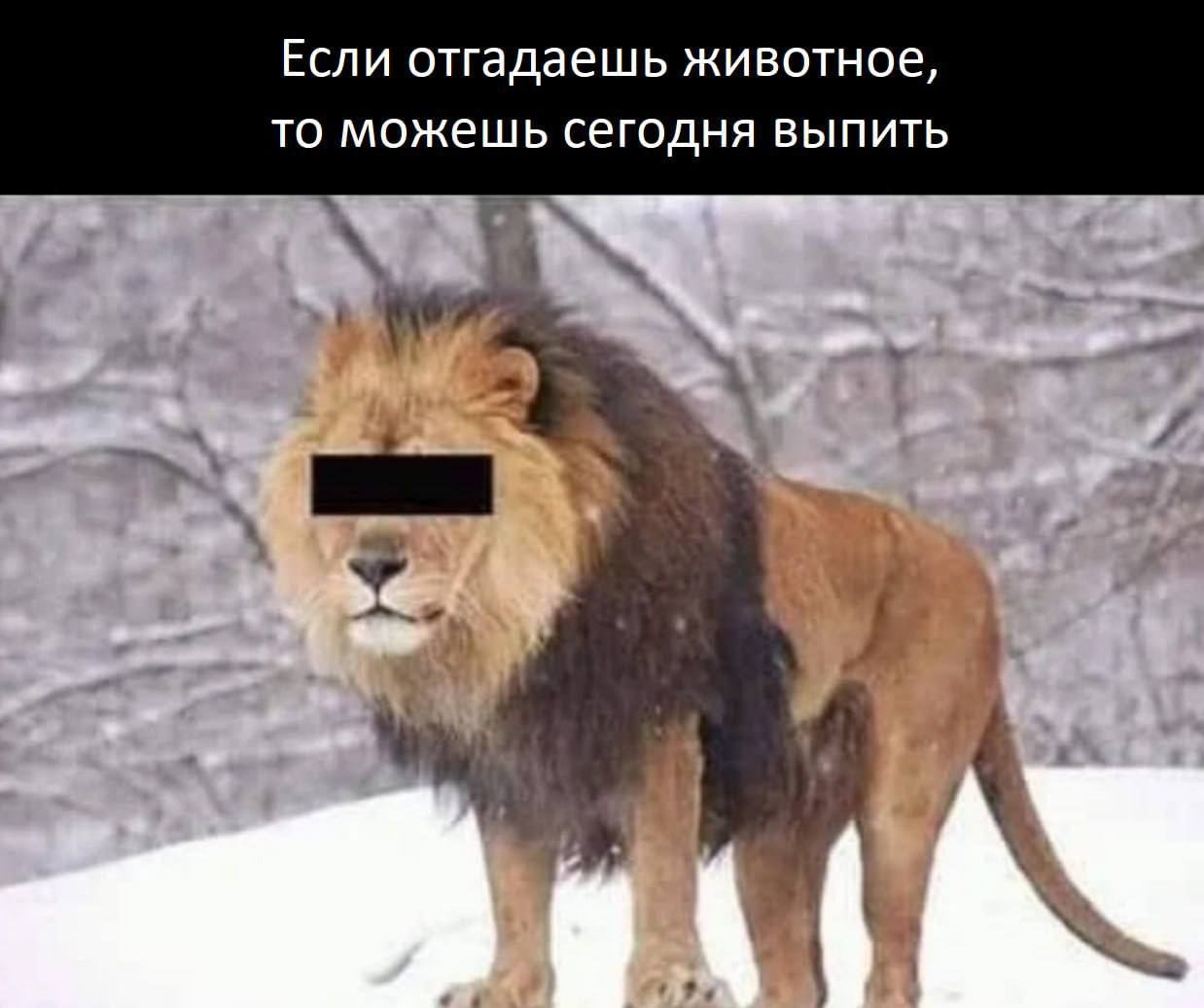 Если отгадаешь животное ТО МОЖЕШЬ СЕГОДНЯ ВЫПИТЬ