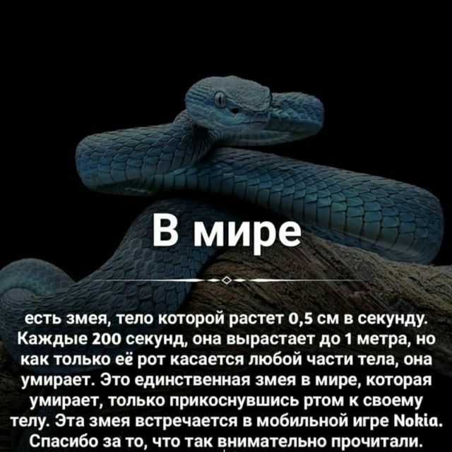 В мире есть змея тело кторой растет 05 см в секунду Каждые 200 секунд она вырастает до метра о или только её рот касается любой части тела сша умирает эти единственная змеи в мире китовая умирает только прикоснувшись там к своему телу Зга змея встречается в мобильной игре Минц Спасибо за то чта так внимательно прочитали