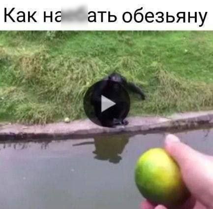 и _ Как на ъать обезьяну