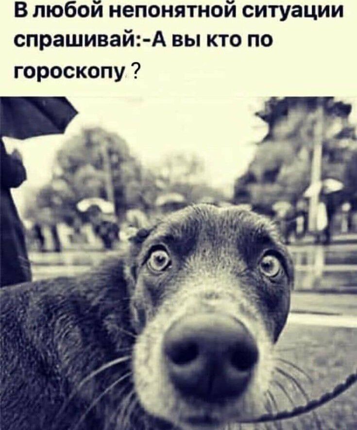 Влюбойнепонятнойситуации спрашивай А вы кто по гороскопу