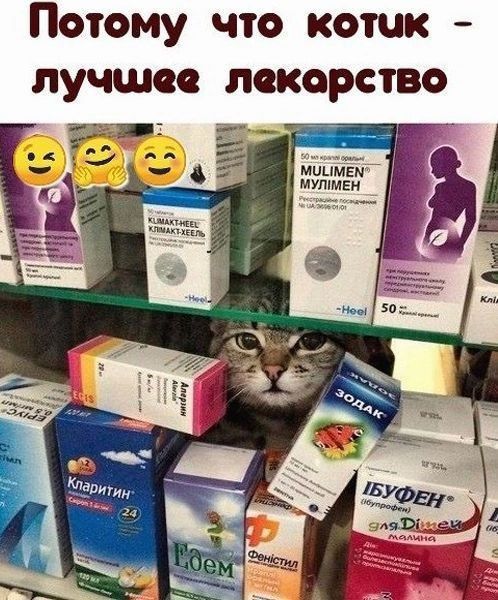 Потому что котик