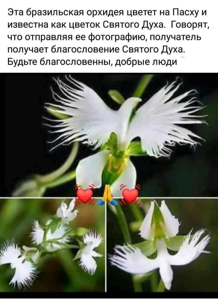 Эта бразильская орхидея цветет на Пасху и известна как цветок Святого Духа Говорят что отправляя ее Фотографию получатель получает благословение Святого Духа Будьте благословенны добрые люди