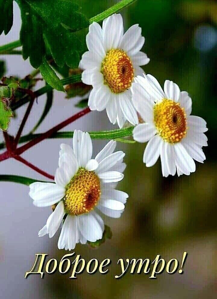 Добрде утро