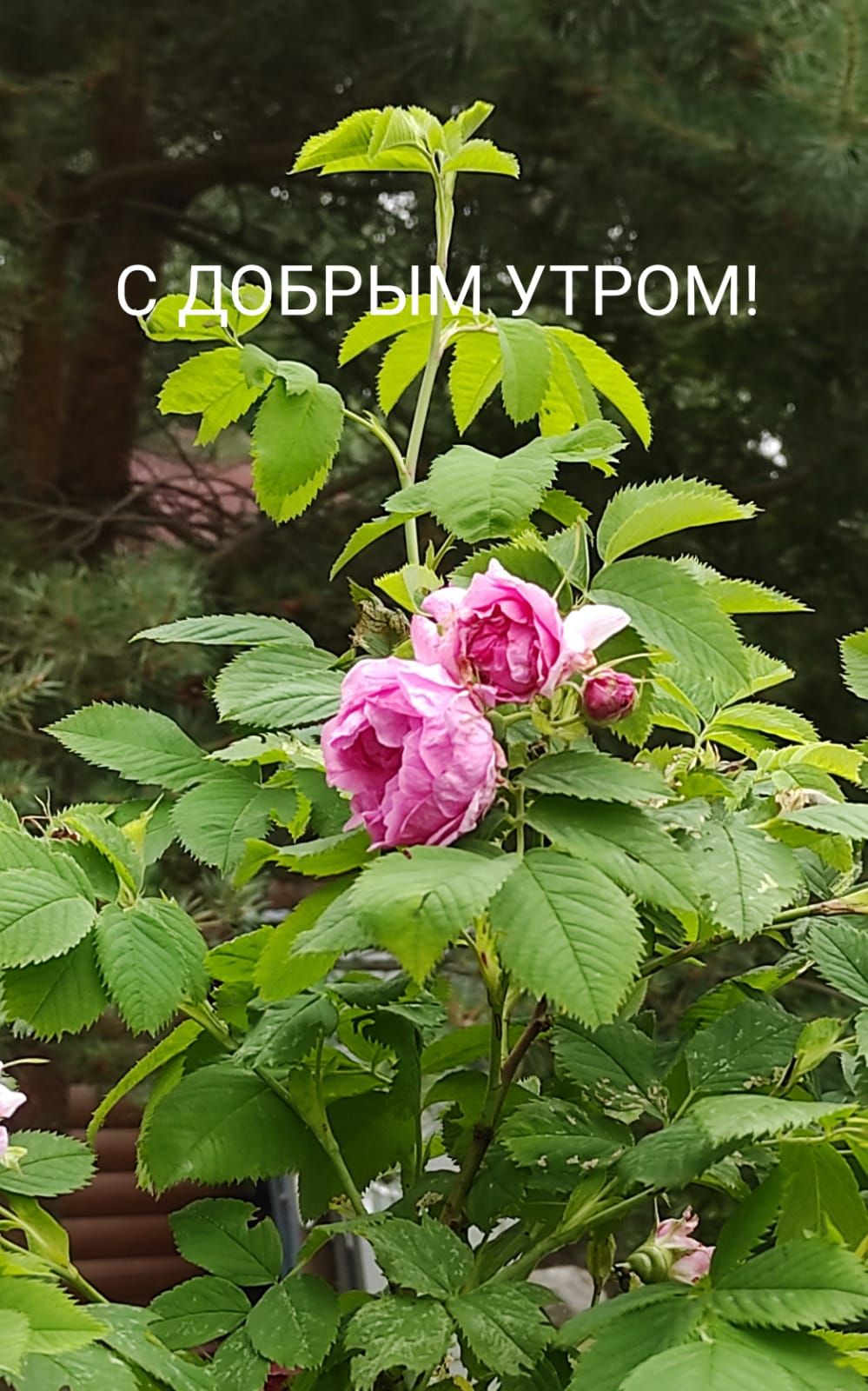 _БЕЫ УЦЁОМ