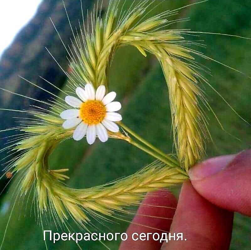 Прекрасного сегодня