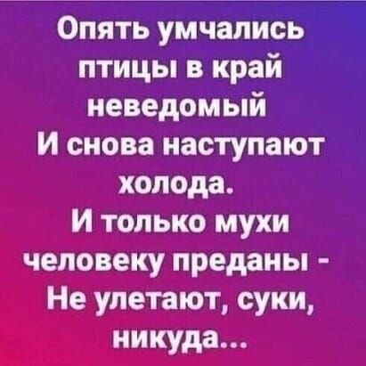 Опять умчапись птицы в край неведомый и снова наступают холода И только мухи человеку преданы Не улетают суки никуда