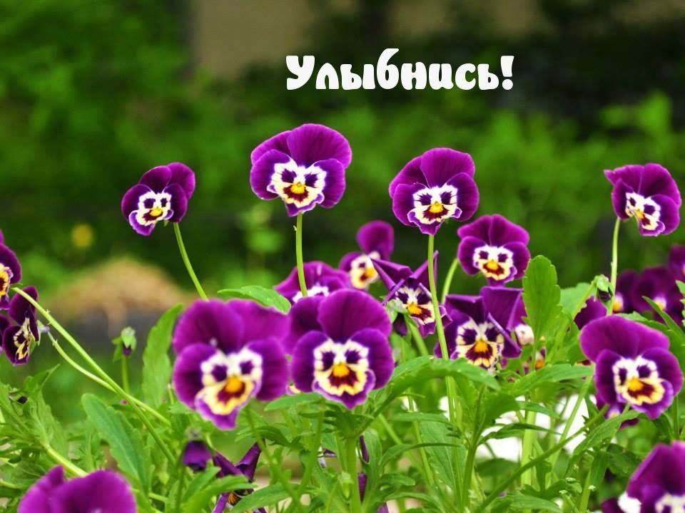 Уоыбиись