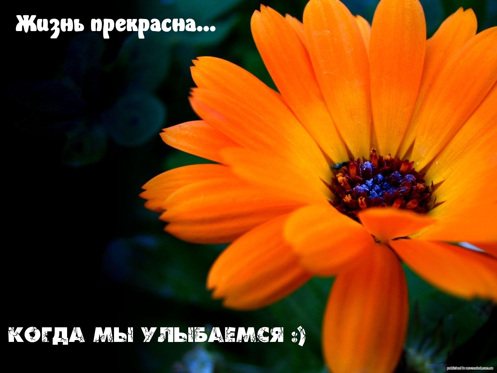 Шири приучив КОГДА мы УПЫБАЕМСЯ
