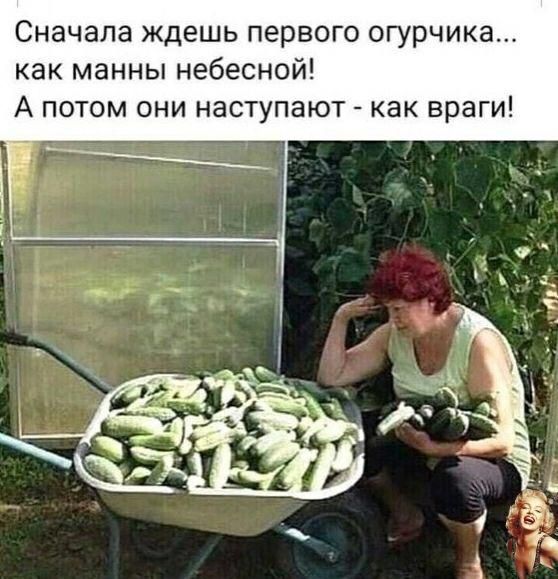Сначала ждешь первого огурчика как манны небесной А потом они наступают как враги