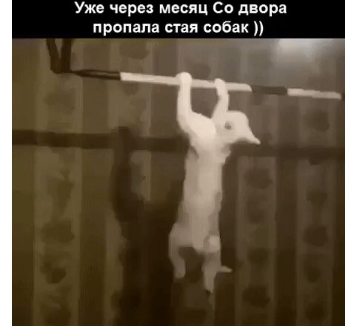 Уже через месяц Со двора пропала стая собак