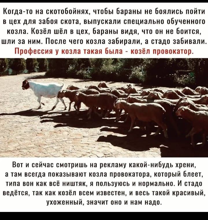 Когдато на скотобойнях чтобы Бараны не Боялись пойти в цсх для забоя скота выпускали специально обученного козла Козёл шёл в цех Бараны видя что он не боится шли за ним После чето козла забирали а стадо забивали Профессия у козла такая Была козёл провокатор Вот и сейчас смотришь на рекламу какой нибудь хрени а там всетда показывают козла провокатора который блввт типа вон как всё ништяк я пользуюс