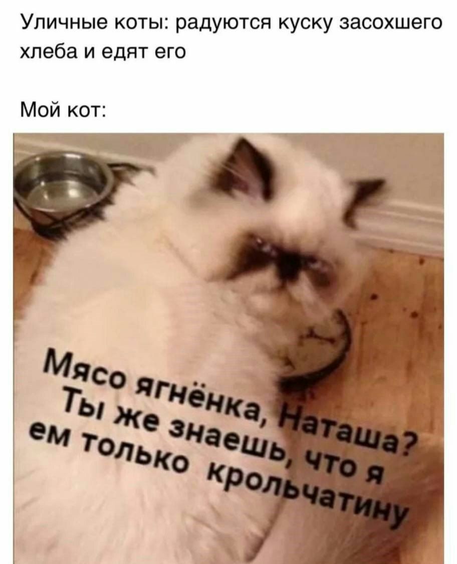 Уличные коты радуются куску засохшего хлеба и едят его Мой кот