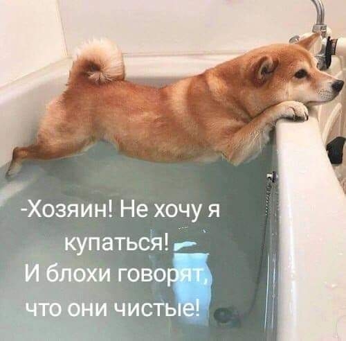 Хозяин Не хочу я купаться И блохи говорят чта они чистые