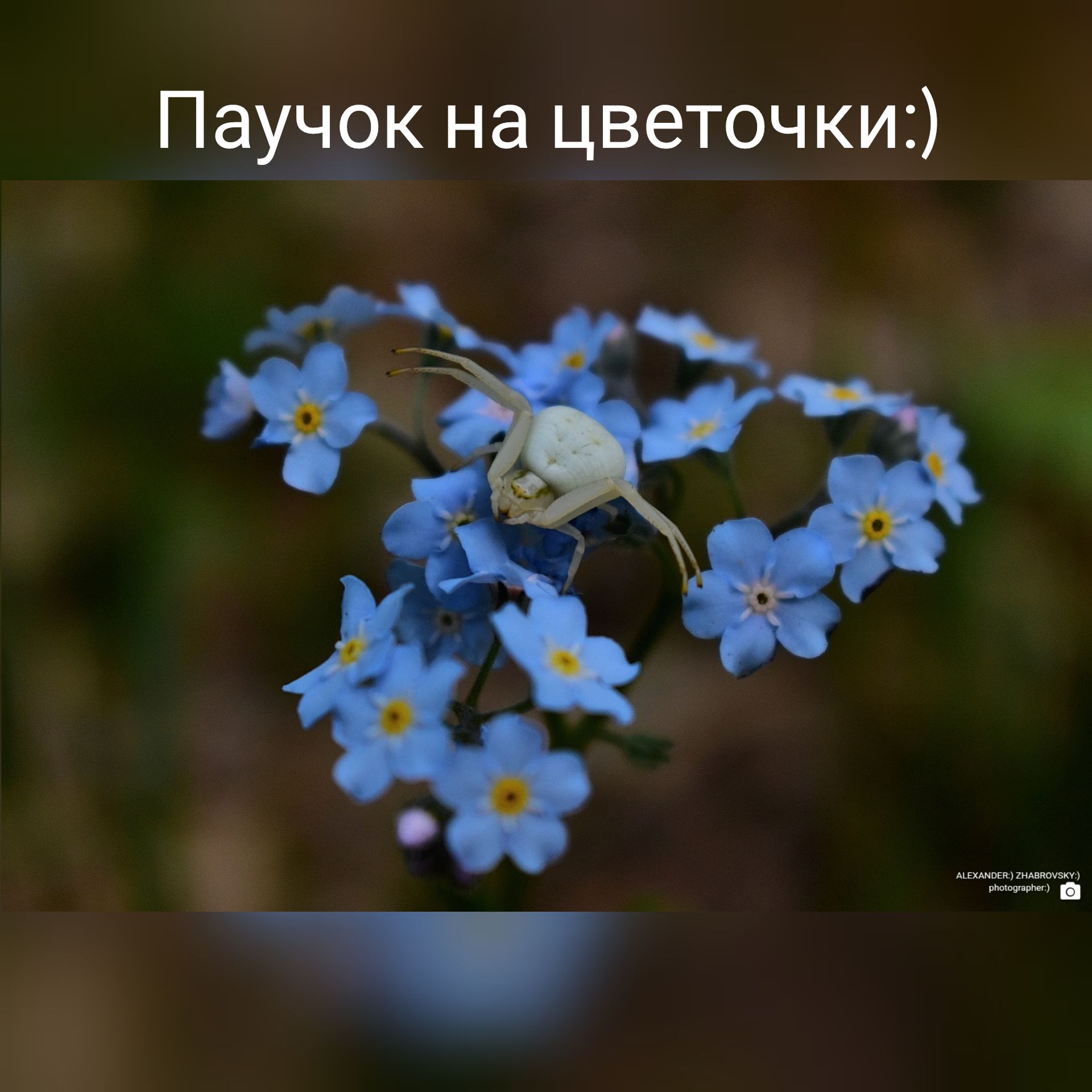 Пауч0к на цветочки3