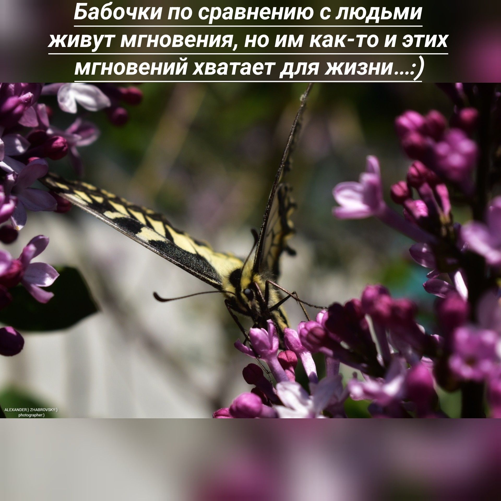 Бабочки пп сравнению с людьми