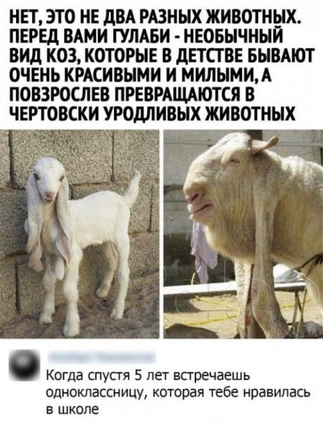 НЕТ ЭТО НЕ дВА РАЗНЫХ ЖИВОТНЫХ ПЕРЕД ВАМИ ГУЛАБИ НЕОБЫЧНЫЙ ВИД КОЗ КОТОРЫЕ В дЕТСГ ВЕ БЫВАЮТ ОЧЕНЬ КРАСИВЫМИ И МИЛЫМИА ПОВЗРОСЛЕВ ПРЕВРАЩАЮТСЯ В ЧЕРТОВСХИ УРОдЛИВЫХ ЖИВОТНЫХ Когда спустя 5 лет встречаешь одноклассницу которая тебе нравилась в школе