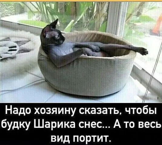 Надо хозяину сказать чтобы будку Шарика снес А то весь вид портит