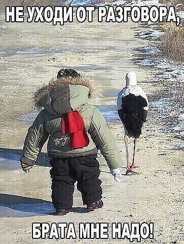 нддог