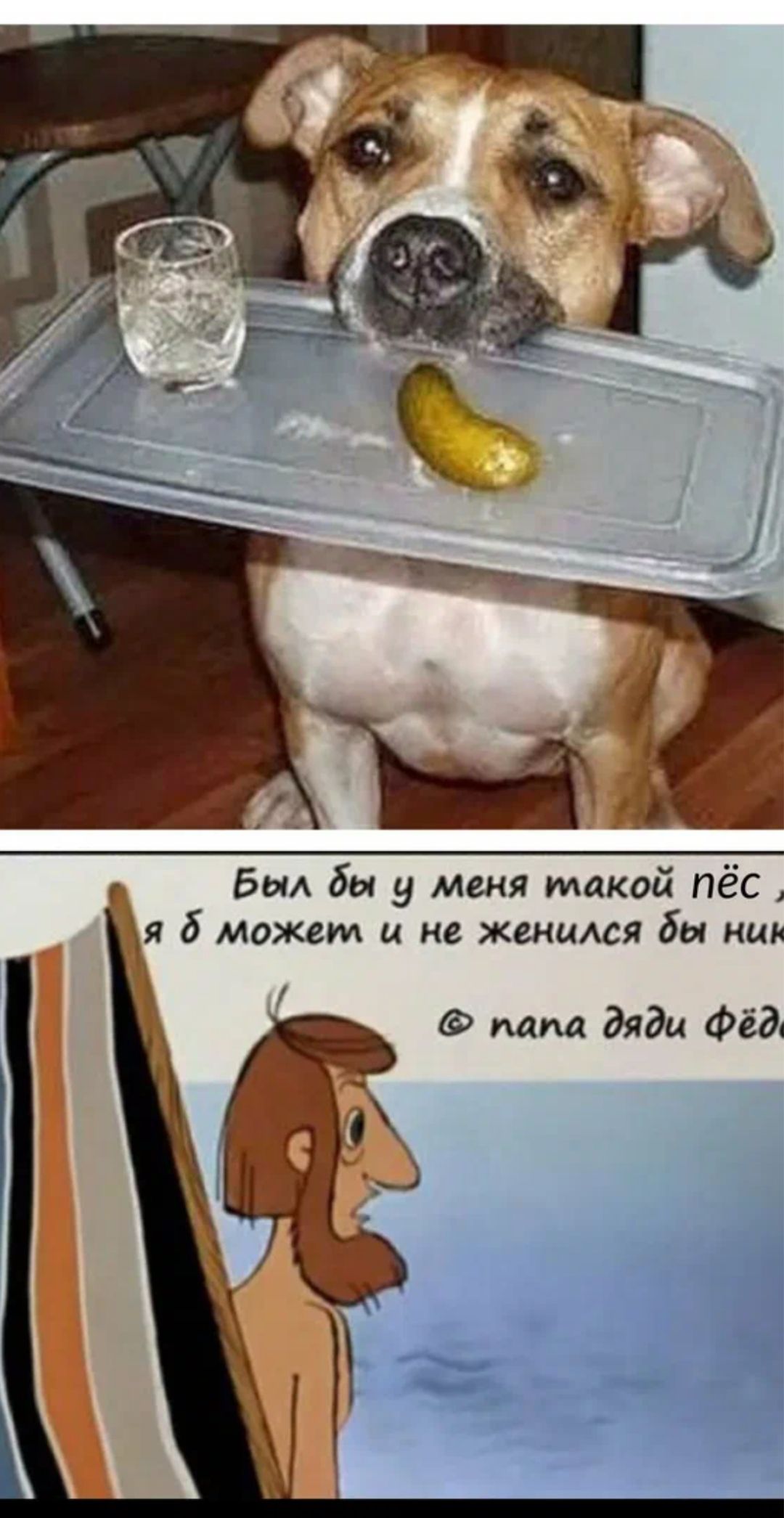 Бим бы у меня такой пёс я 6 может и е женаюя бы им папа дяди Фёй