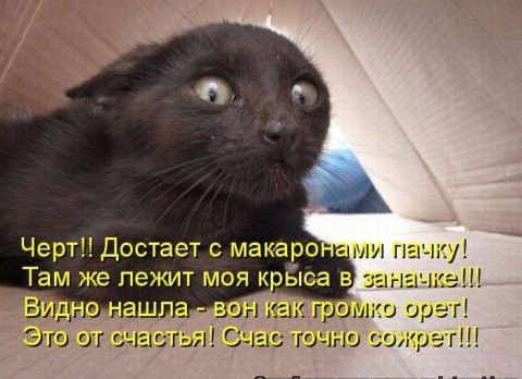 грим ирег гости вып