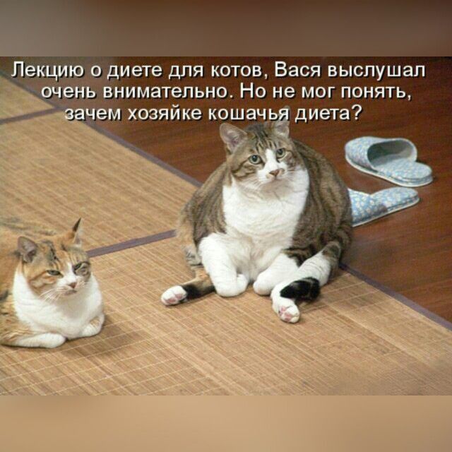 Пекцию одиете для котов Вася выслушал чает внимательно Но не мог понять