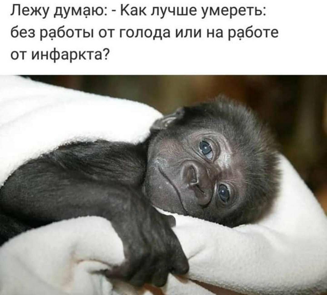 Лежу думаю Как лучше умереть без работы от голода или на работе от инфаркта