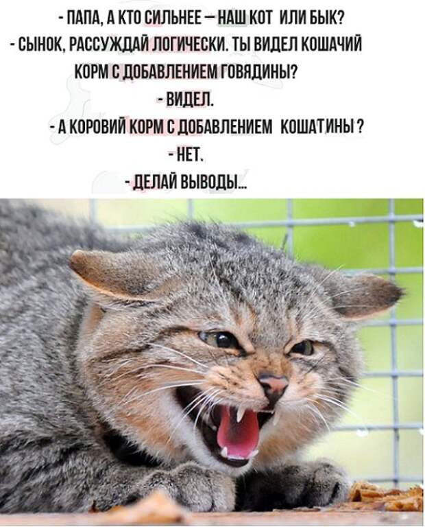 ПАПЛ А КТО ВИЛЬНЕЕ ЧМШ ШТ ИЛИ БЫК сынок ЛПГИЧЕБКИ ВИДЕЛ К0ШАЧИИ КПШ БШМВПЕНИШ ГПБНЛИИЫ А КПРППИП К В ЛПБАВПЕМИШ К0ШАТИНЫ ИП ЛЕЛАИ вывпш_