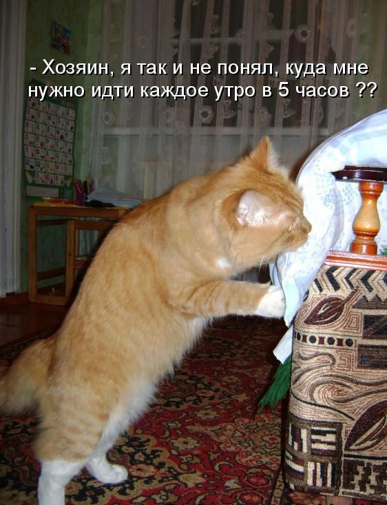 Хозяин я так и не понял куда мне нужно идти каждое утро в 5 часов