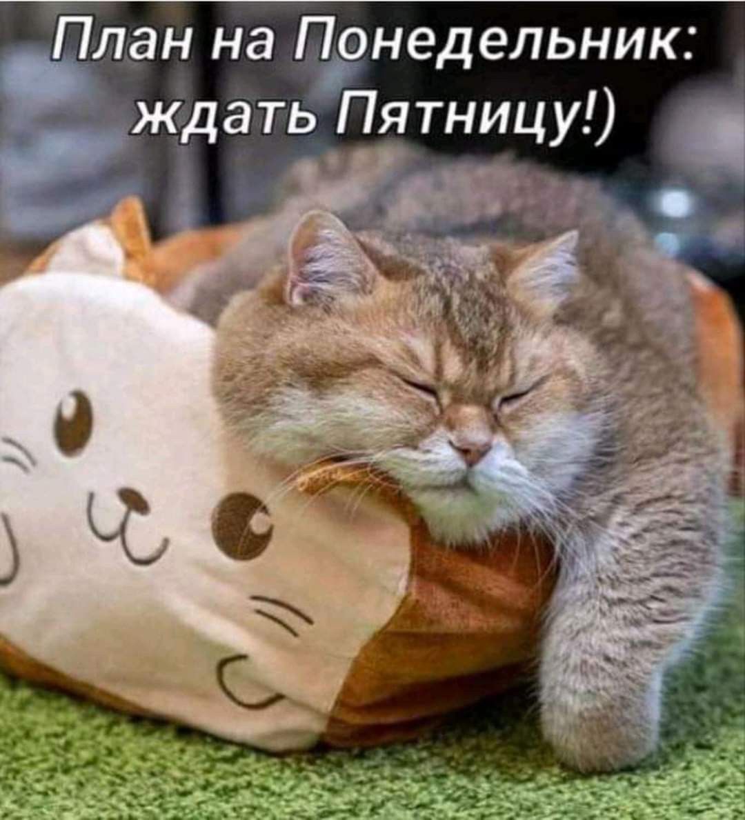 План на унедельник