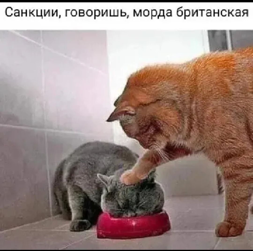 Санкции говоришь морда британская