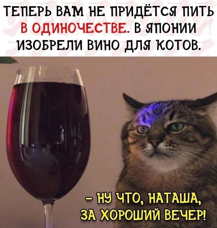ТЕПЕРЬ ВАМ НЕ ПРИДЕТСЯ ПИТЬ В ОДИНОЧЕСТВЕ В ЯПОНИИ изовгвли вино для котов и 11 НЕ ЧТО НАТАША ЗА ХОРОШИЙ ВЕЧЕР