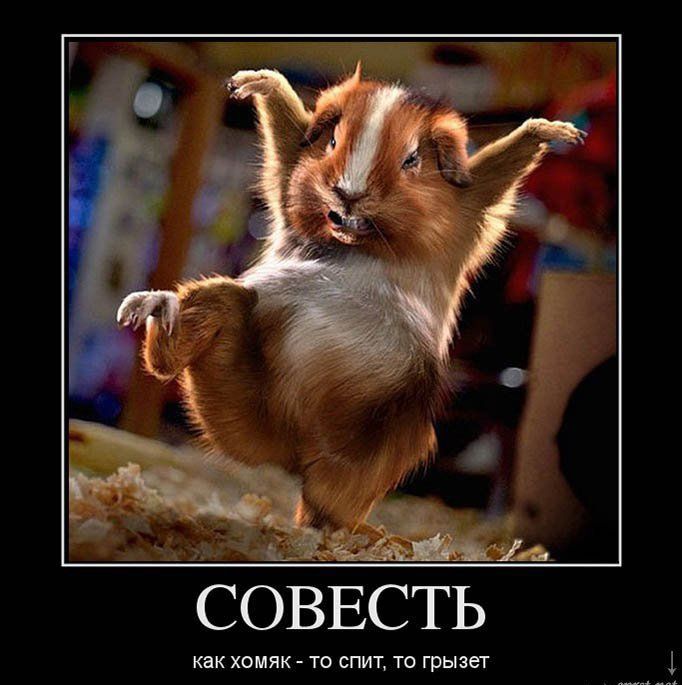 СОВЕСТЬ цик шипит ти грызет