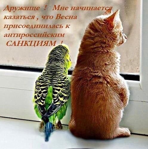 Ашишшс 6 ни пптиц Ит млпьсл что Вссиді пришипиишть К п ПМ117711