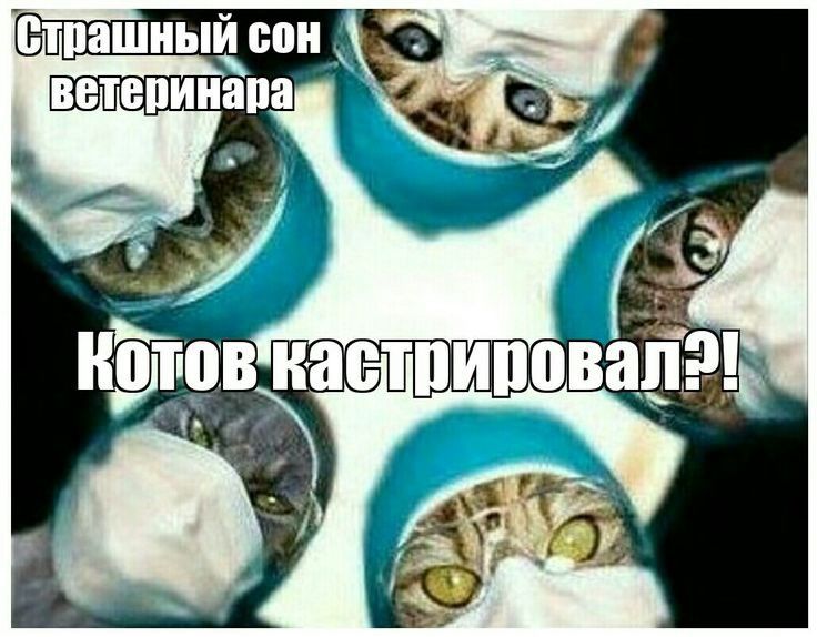 тпашиыъіоои ветеринара