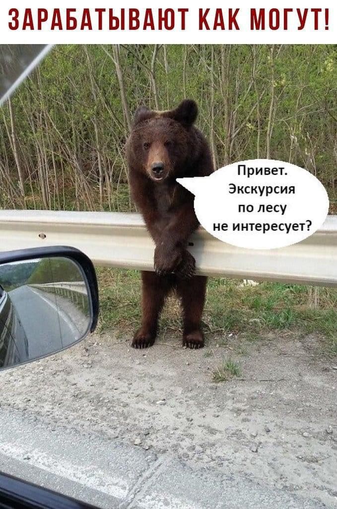 ЗАРАБАТЫВ АЮТ КАК МОГУТ Привет Экскурсии по лесу не интересует 32