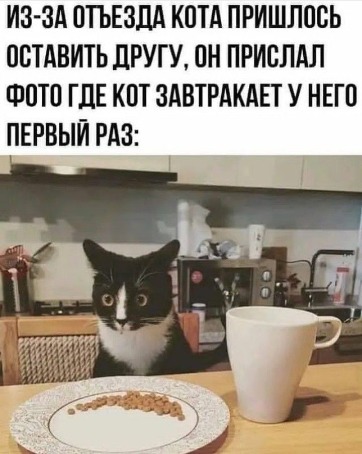 ИЗ ЗА ОТЪЕЗЛА КОТА ПРИШЛОСЬ ОСТАВИТЬ ДРУГУ ОН ПРИОЛАЛ ФОТО ГДЕ КОТ ЗАВТРАКАЕТ У НЕГО ПЕРВЫЙ РАЗ