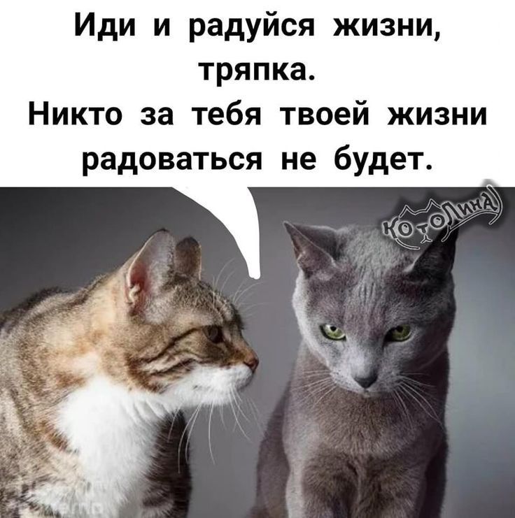 Иди и радуйся жизни тряпка Никто за тебя твоей жизни радоваться не будет