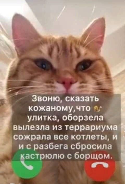 _ С 3 Звоню сказать кожаномучто улитка оборзела вылезла из террариума сожрала все котлеты и и с разбега сбросила гстрюпю борщом