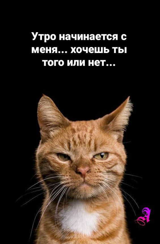 Утро начинается с меня хочешь ты того или нет