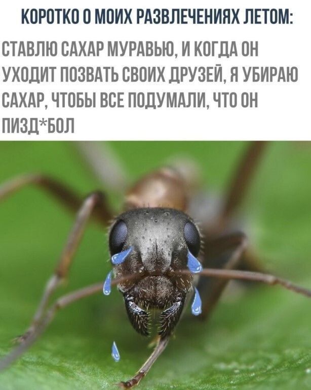 КОРОТКО О МОИХ РАОВЛЕЧЕНИЯХ ЛЕТОМ СТАВЛЮ САХАР МУРАВЬЮ И КОГДА ОН УХОДИТ ПОЗОАТЬ СВОИХ ДРУЗЕЙ Н УБИРАЮ САХАР ЧТОБЫ ВСЕ ПОПУМАЛИ ЧТО ОН ПИЗЛБОЛ