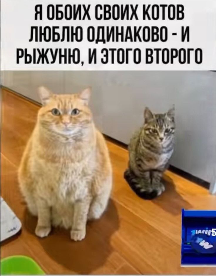 Я ОБОИХ СВОИХ КОТОВ ЛЮБЛЮ ОЛИНАКОВО И РЫЖУНЮ И ЭТОГО ВТОРОГО _