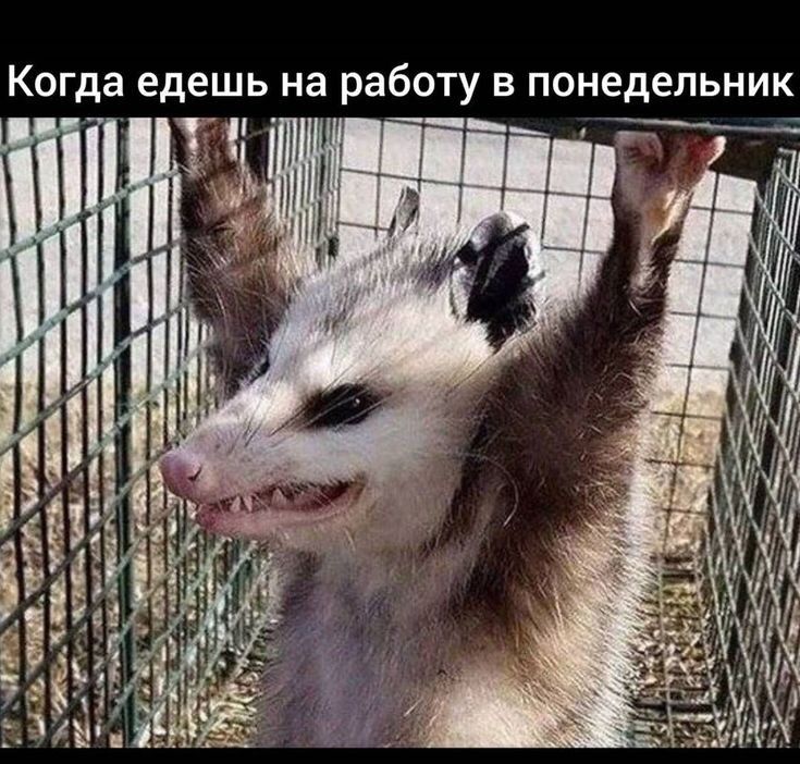 Когда едешь на работу в понедельник