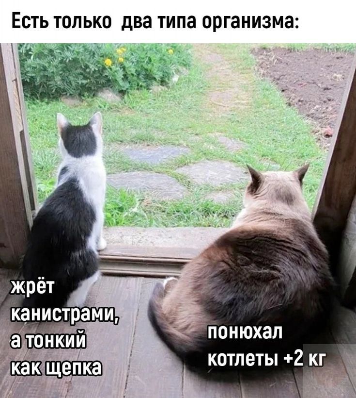 ЕСТЬ ТОЛЬКО два ТИПЗ организма канистрами 9 понюхал котлеты 2 кг