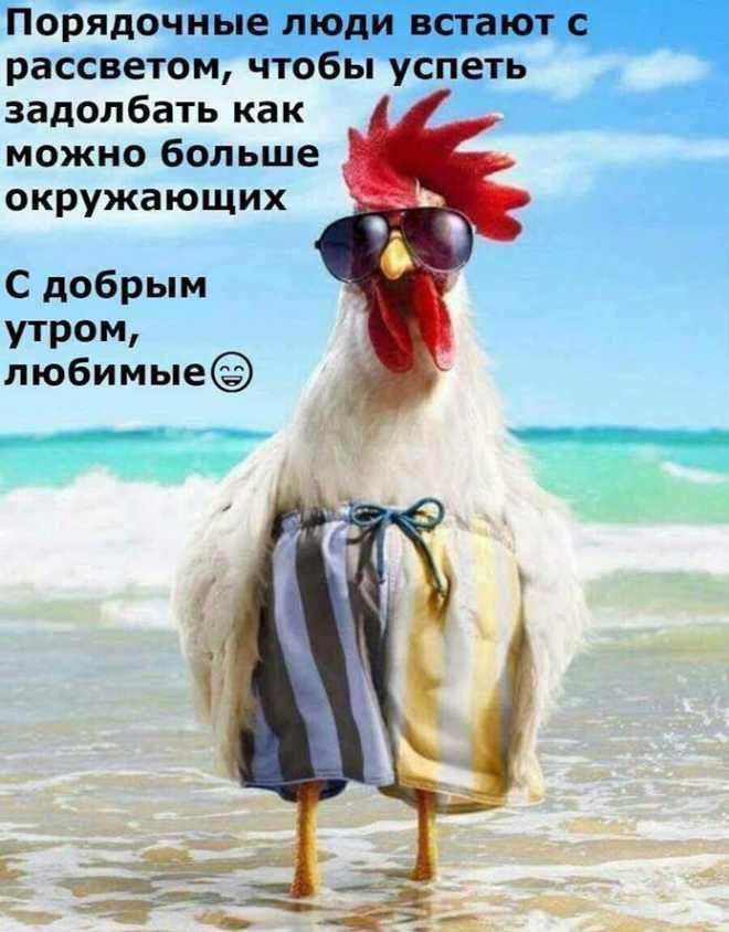 Порядочные люди встают с рассветом чтобы успеть задолбать как можно больше окружающих С добрым утром любимые